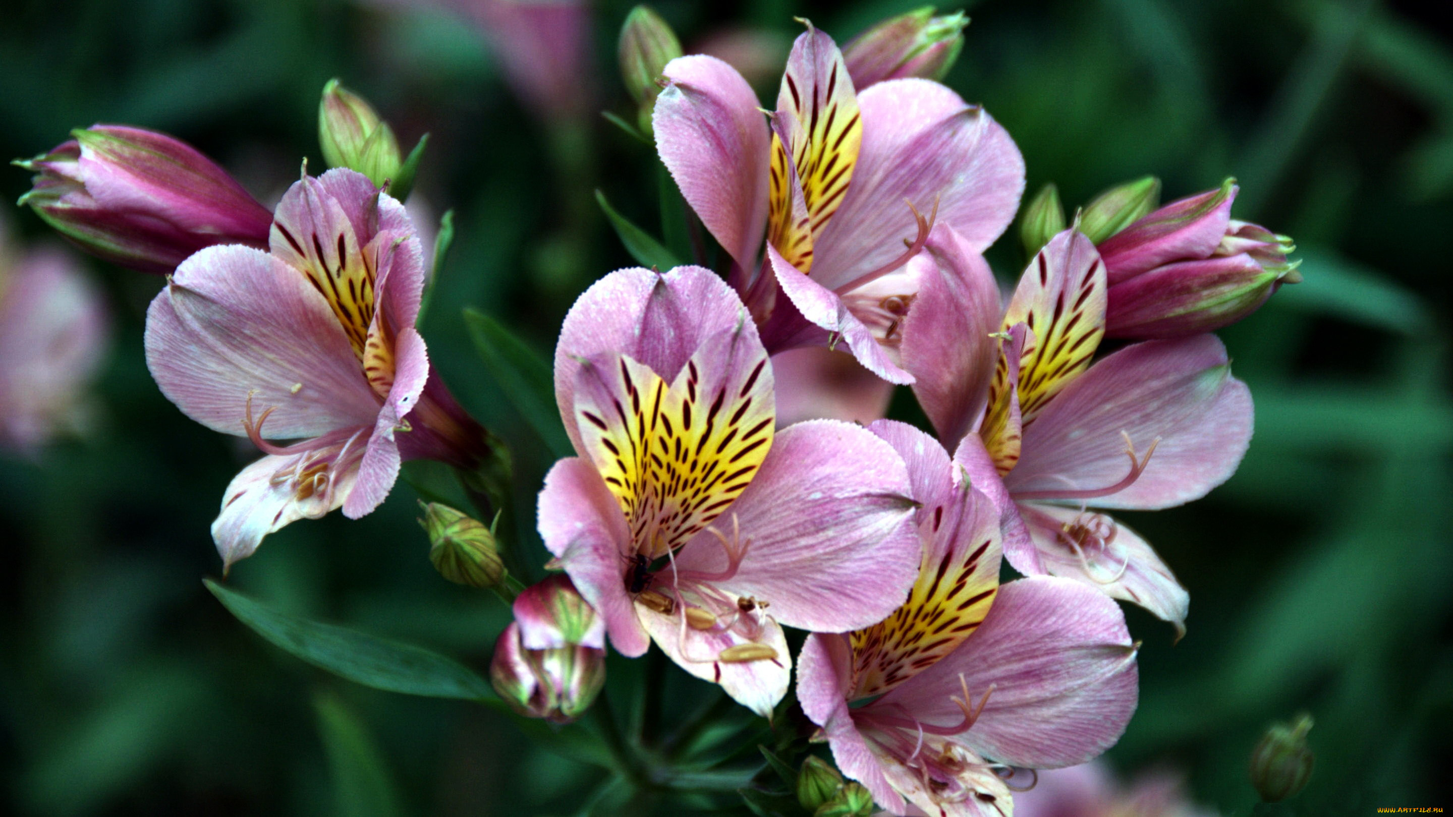 Альстромерия картинки. Цветы астельмерия. Альстромерия (Alstroemeria). Альстромерия Венус. Альстромерия пелегринская.